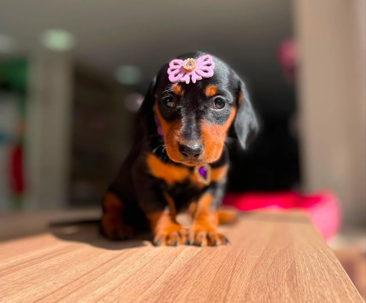 Dachshund salsicha  - Foto 2