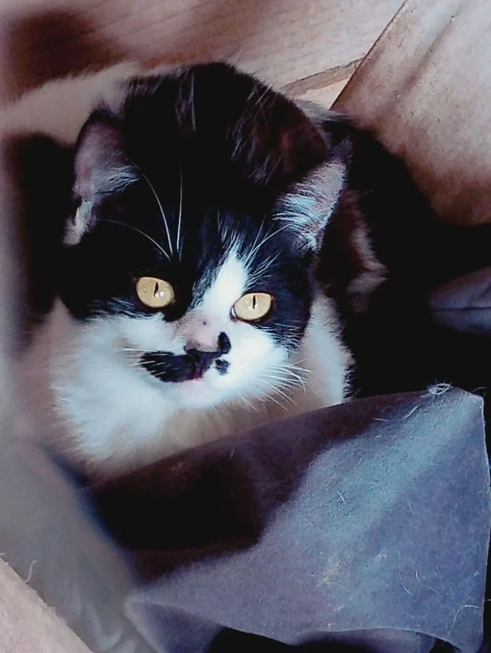 Doação Gatos (Um de raça) - Foto 4