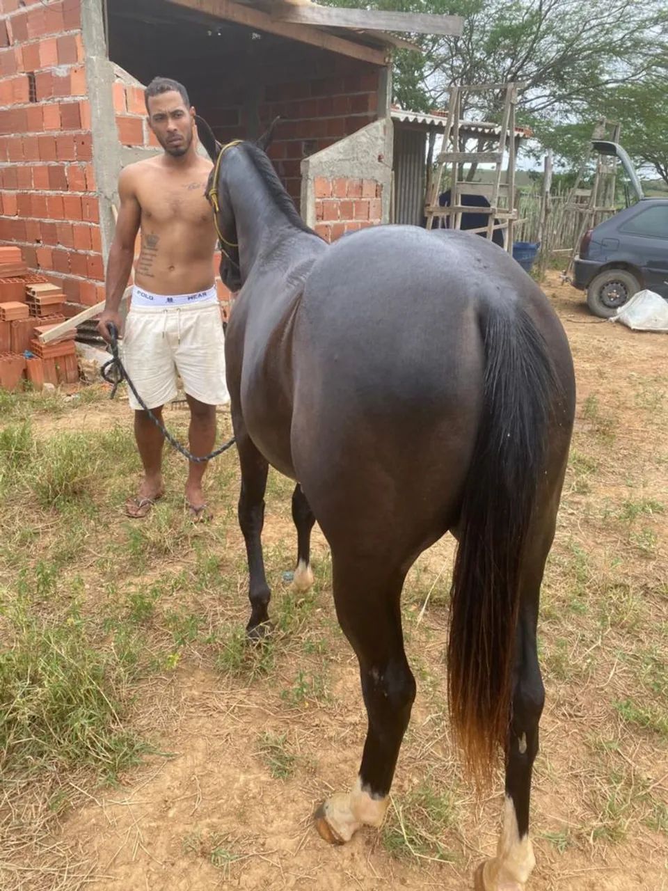Cavalo a venda ou troca - Foto 2