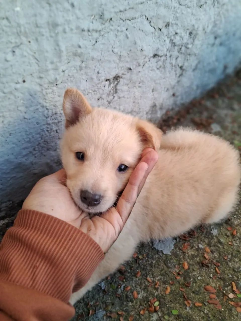 Doa-se filhote de cachorro macho  - Foto 3