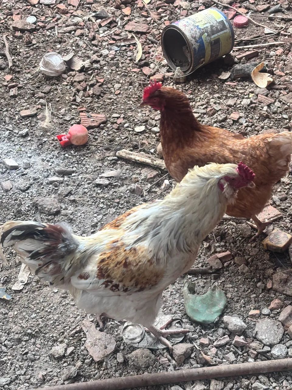 Galo Ameraucana  - Foto 3
