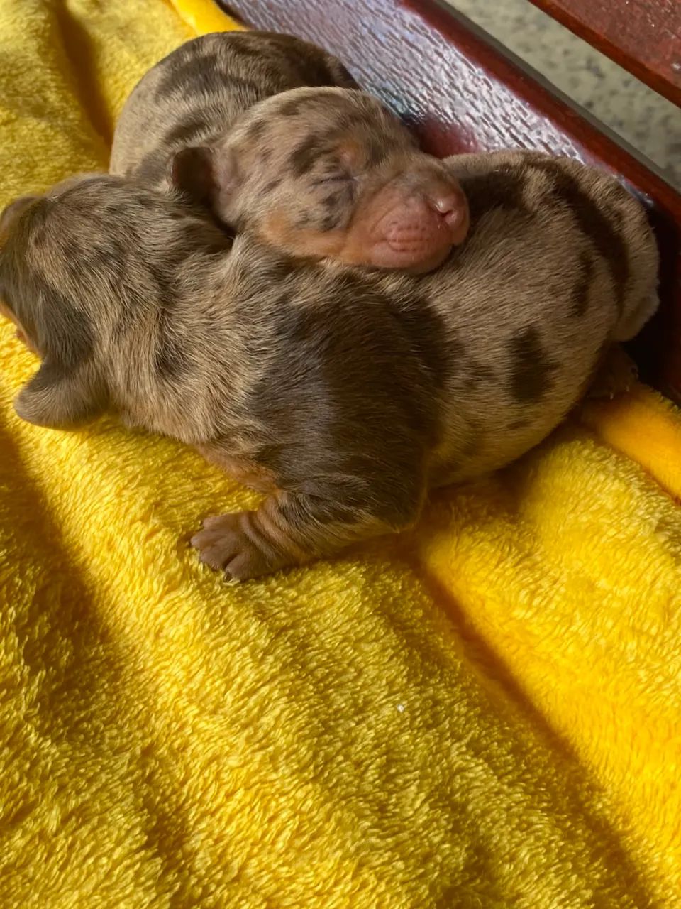 BassetDachshund  - Foto 4
