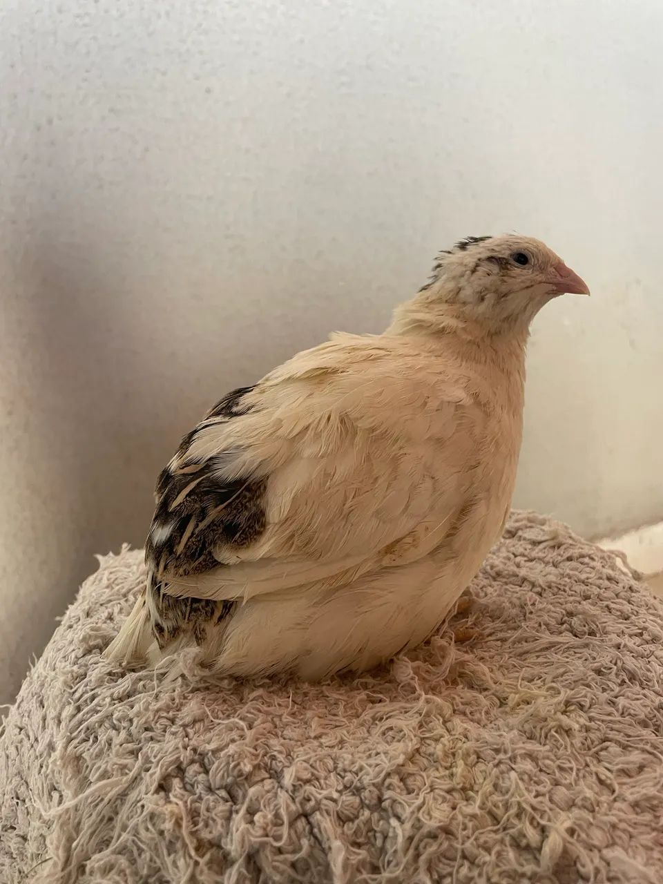 Ovos férteis codorna gigante 