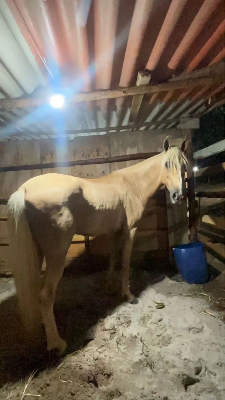 Cavalo 