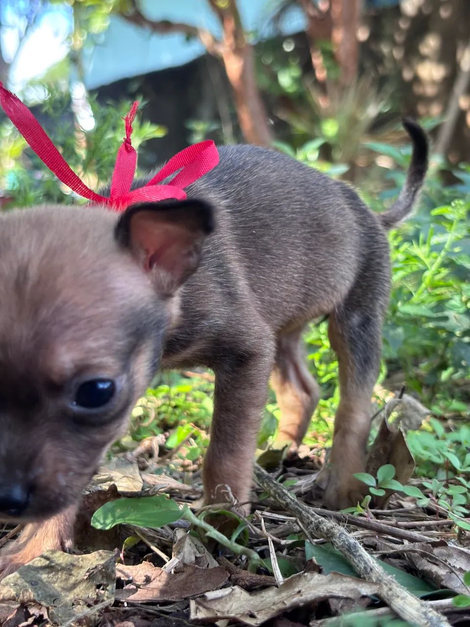 Pinscher fêmea  - Foto 3