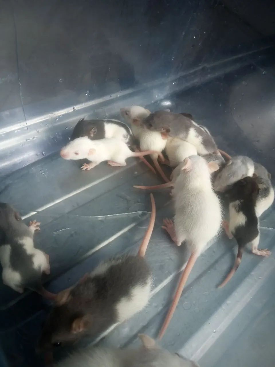 Rato Twister - Foto 4