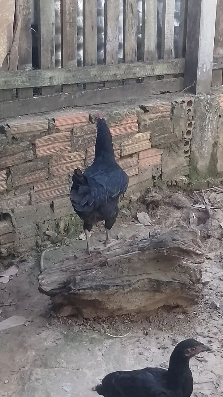 Galinha Caipira  - Foto 2