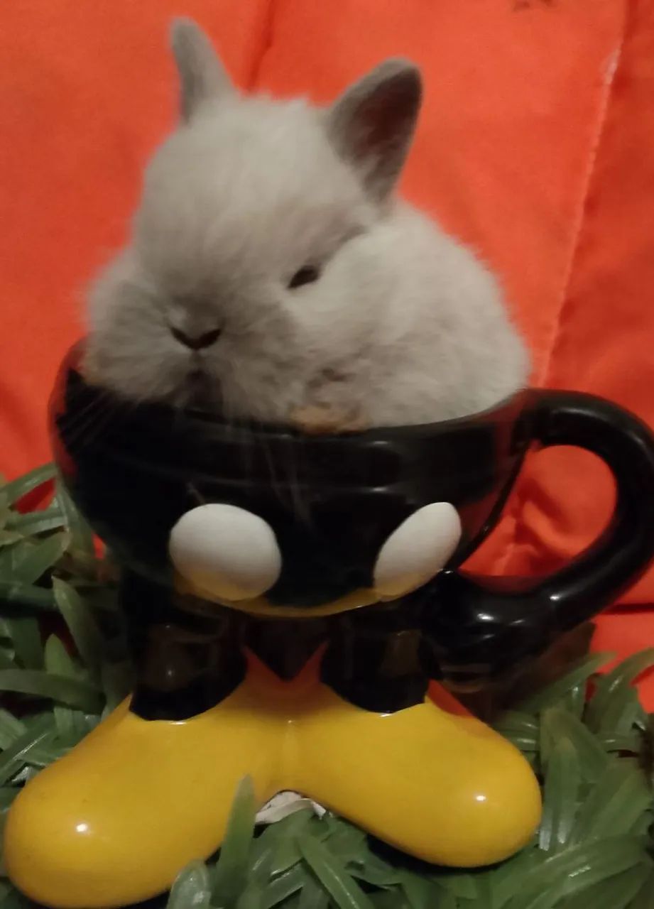 Mini coelhos 