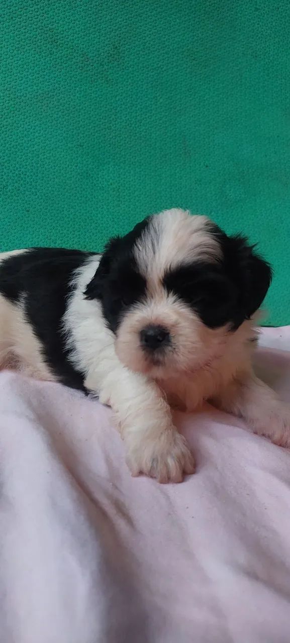 Bebês Shih Tzu  - Foto 4