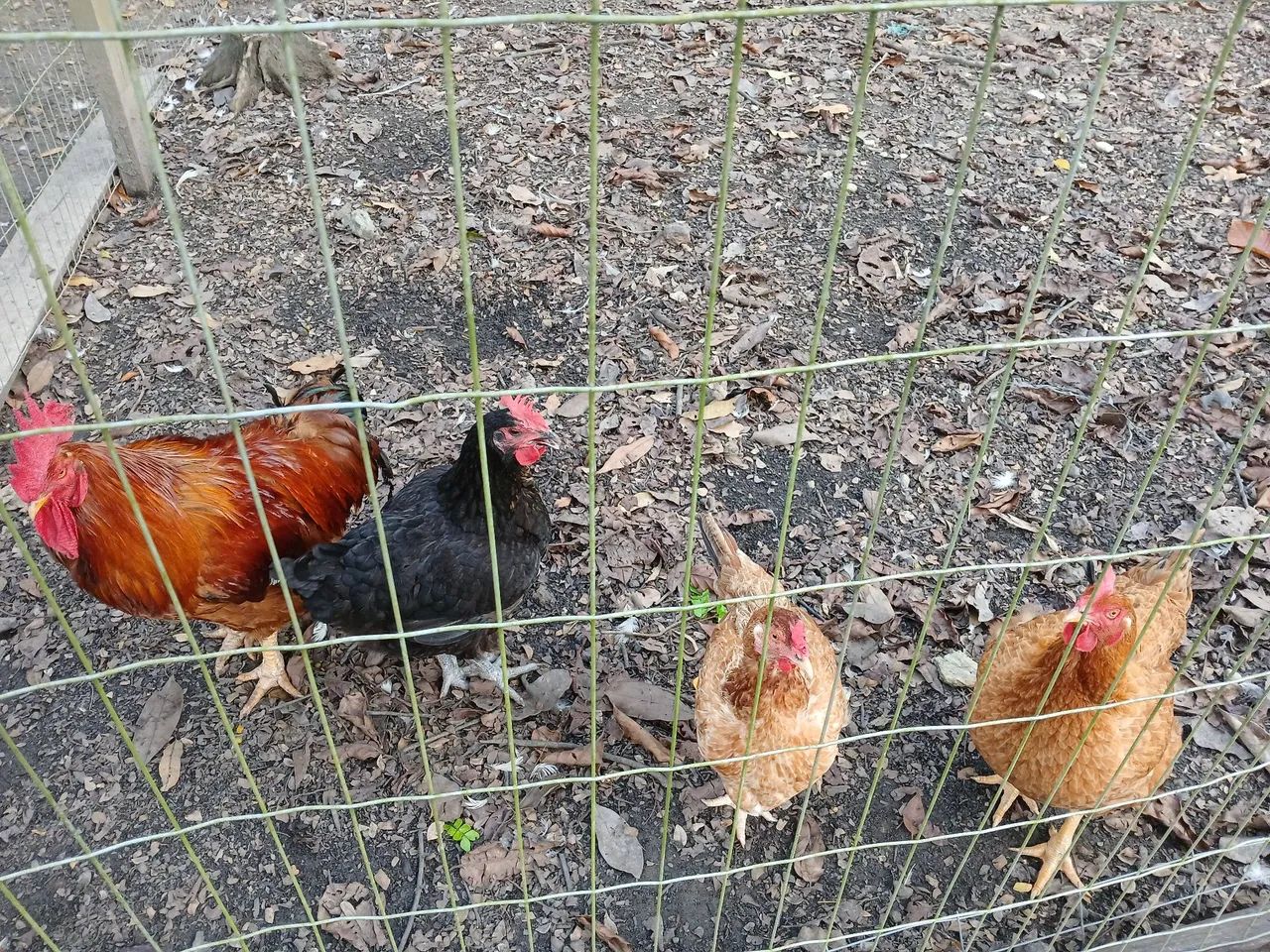 Galinhas e Galos  - Foto 4