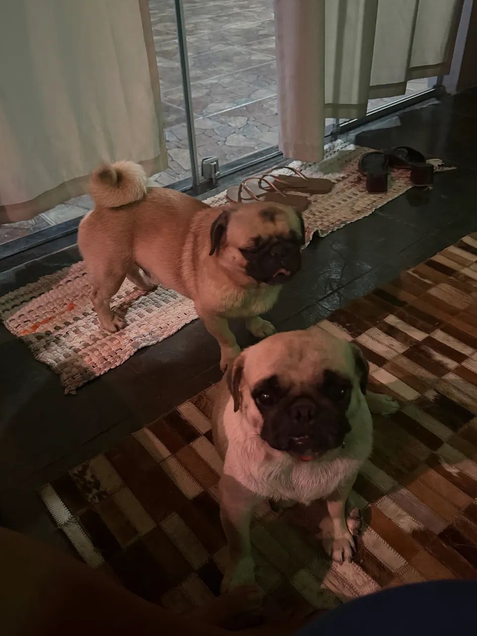 Pug - Foto 2