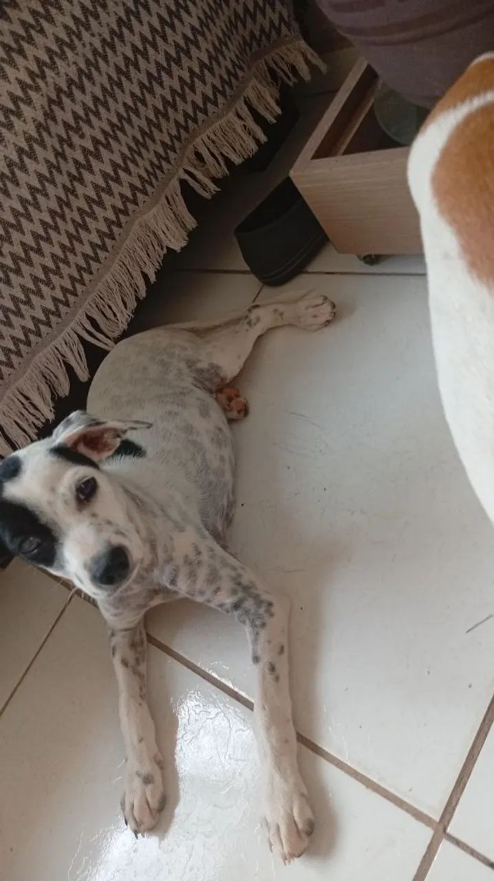 Doação  - Foto 2
