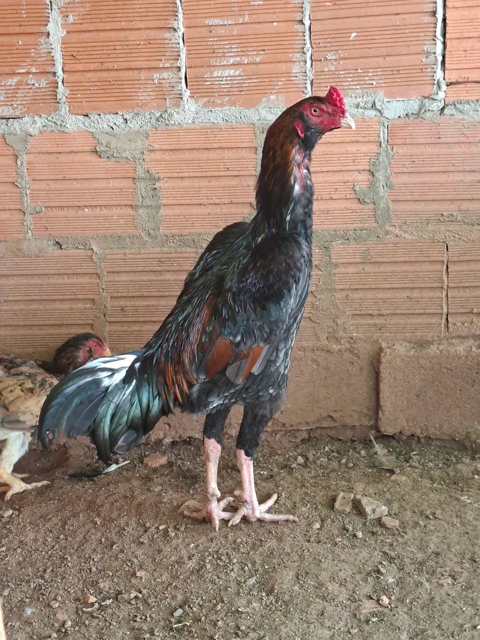 Ovos Frango e pintinho com genética costeiro 