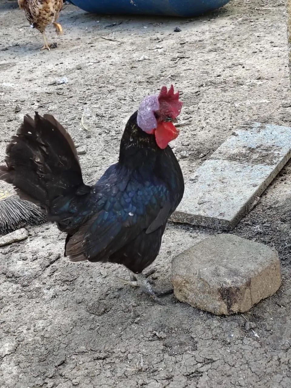 Vendo galos Garnizé 