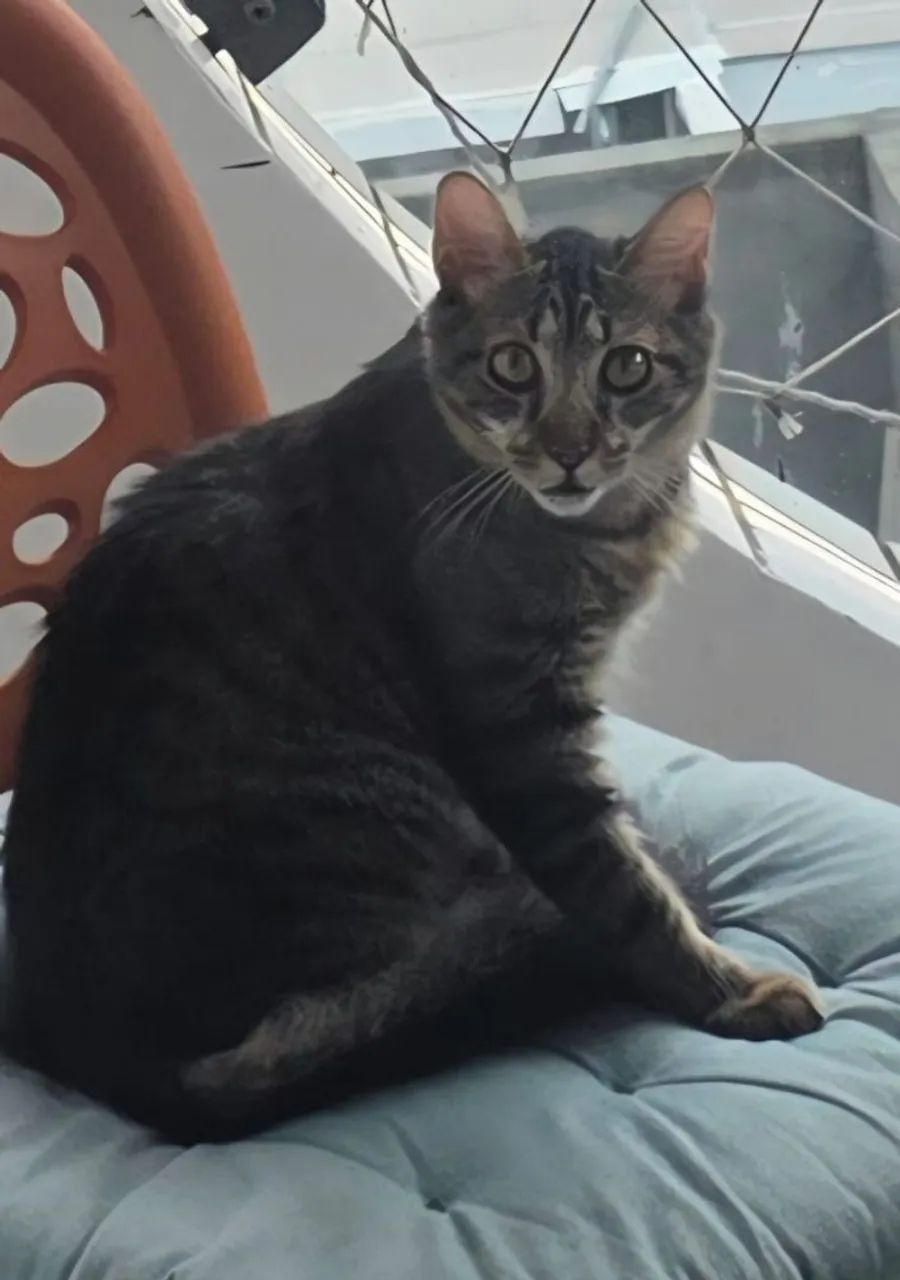 Gatinho castrado - Foto 2