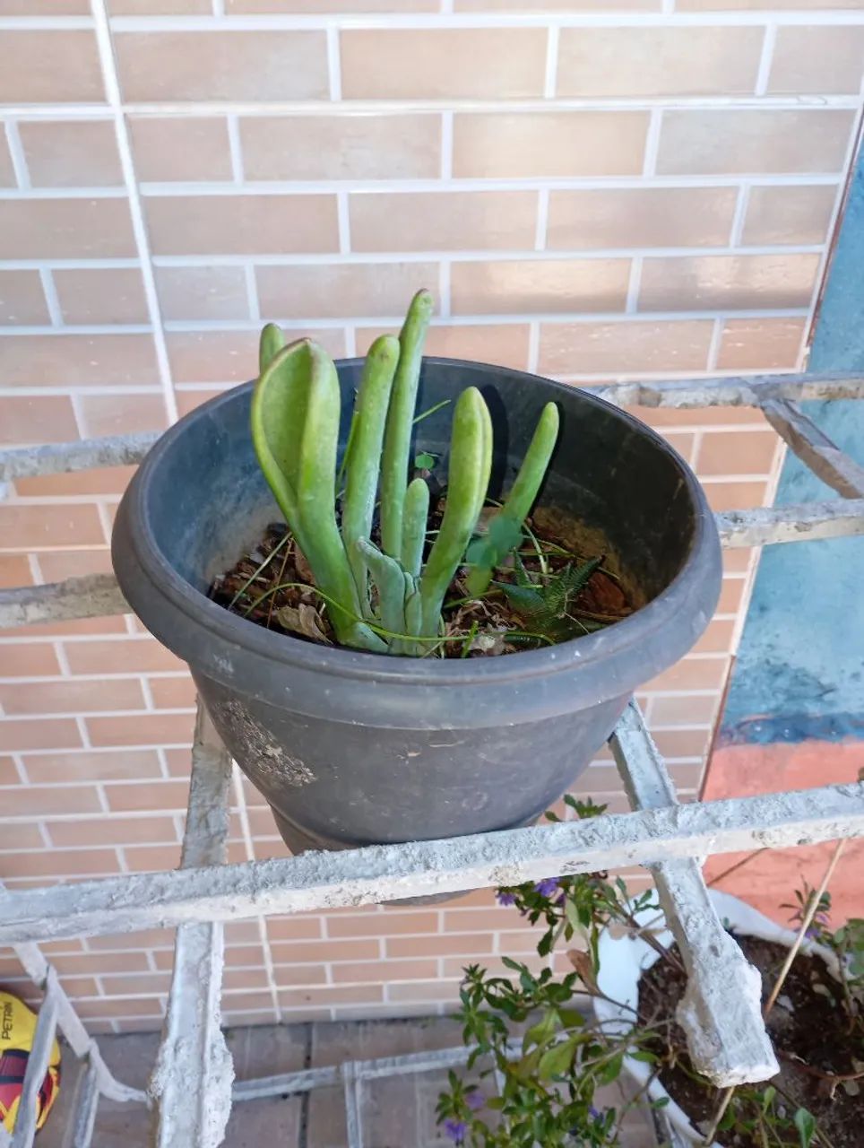 Sementes e plantas  - Foto 2