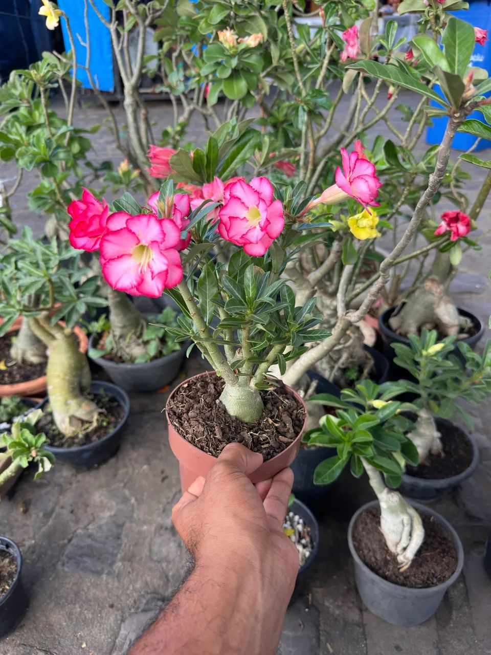 Rosa do deserto 