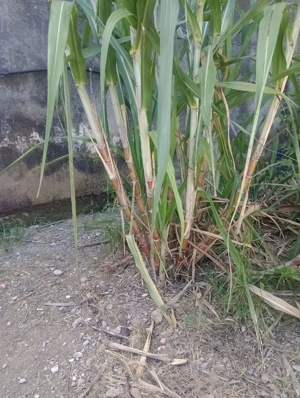 Cana caiana pingo de mel - Foto 2