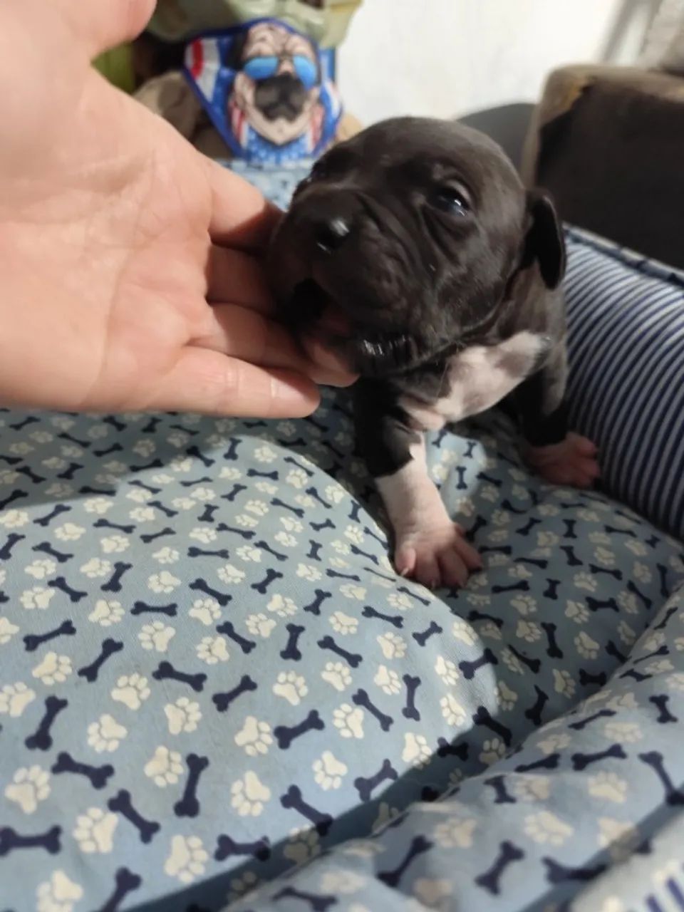 Pitbull - Foto 4