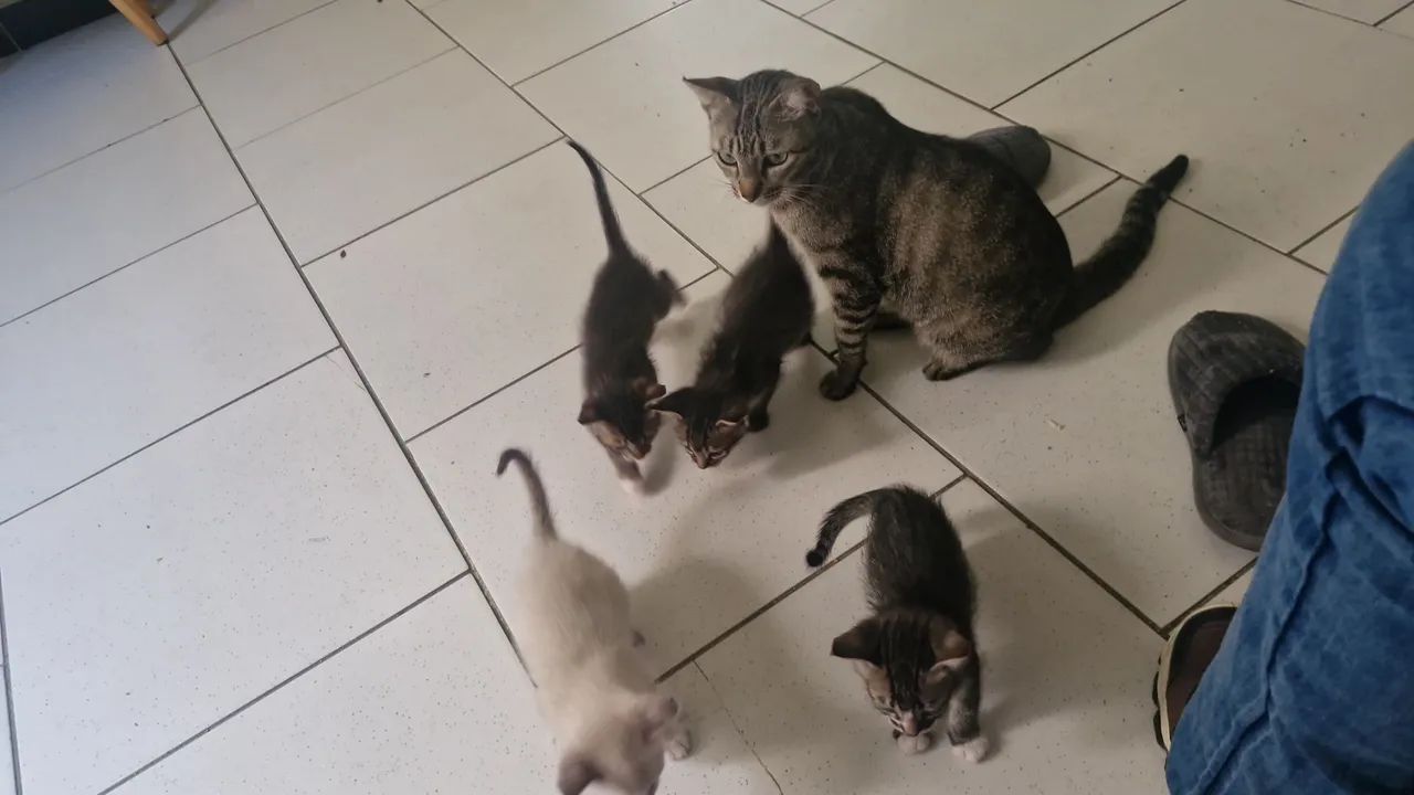 Gatos tigres - Foto 3