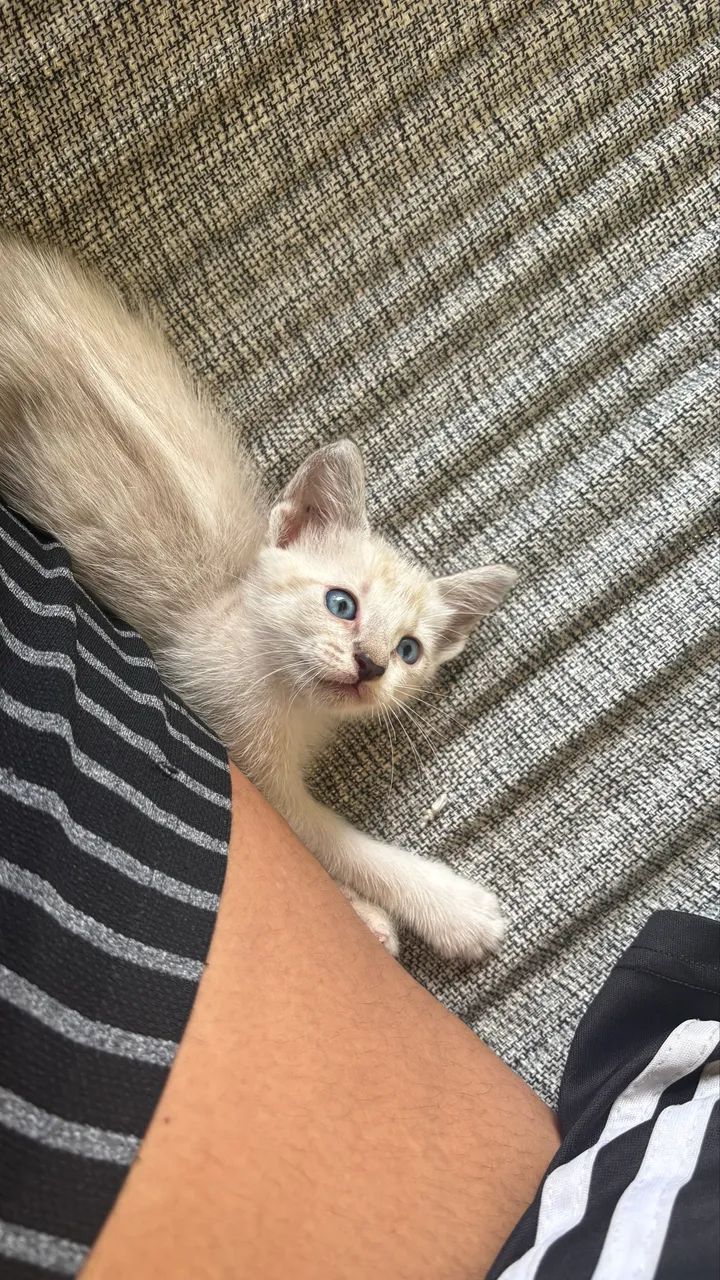 Gatinha para doação  - Foto 4