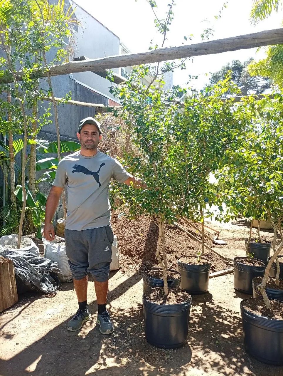 Mudas de Pitanga  - Foto 2