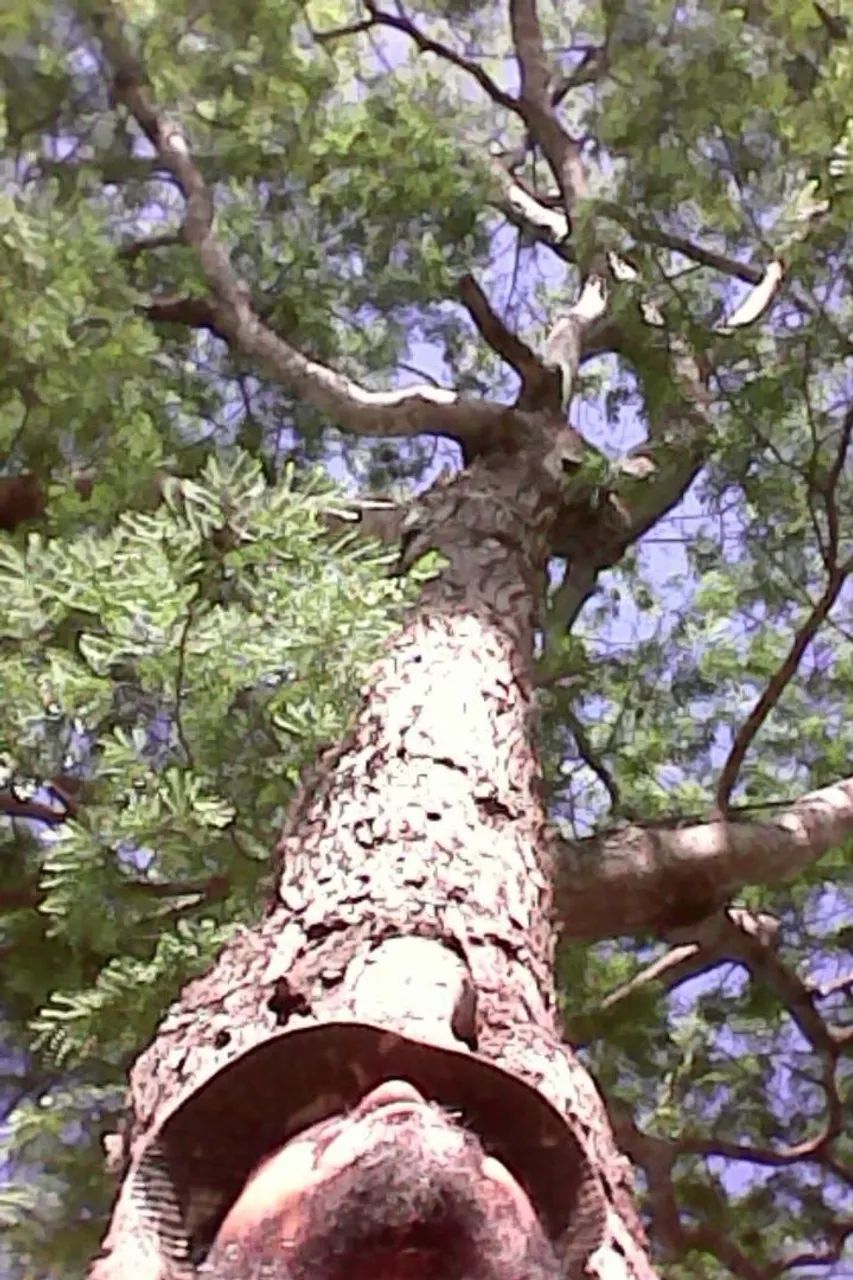 Jacarandá da Bahia  Mudas 