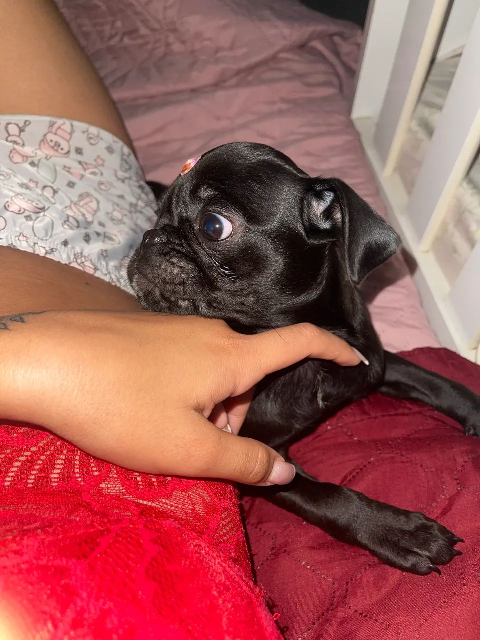 Pug fêmea  - Foto 2