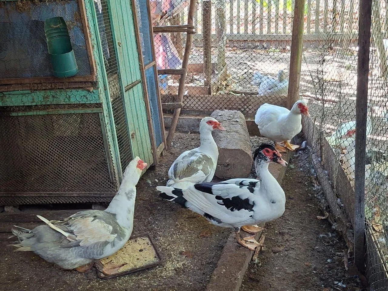 Patos 