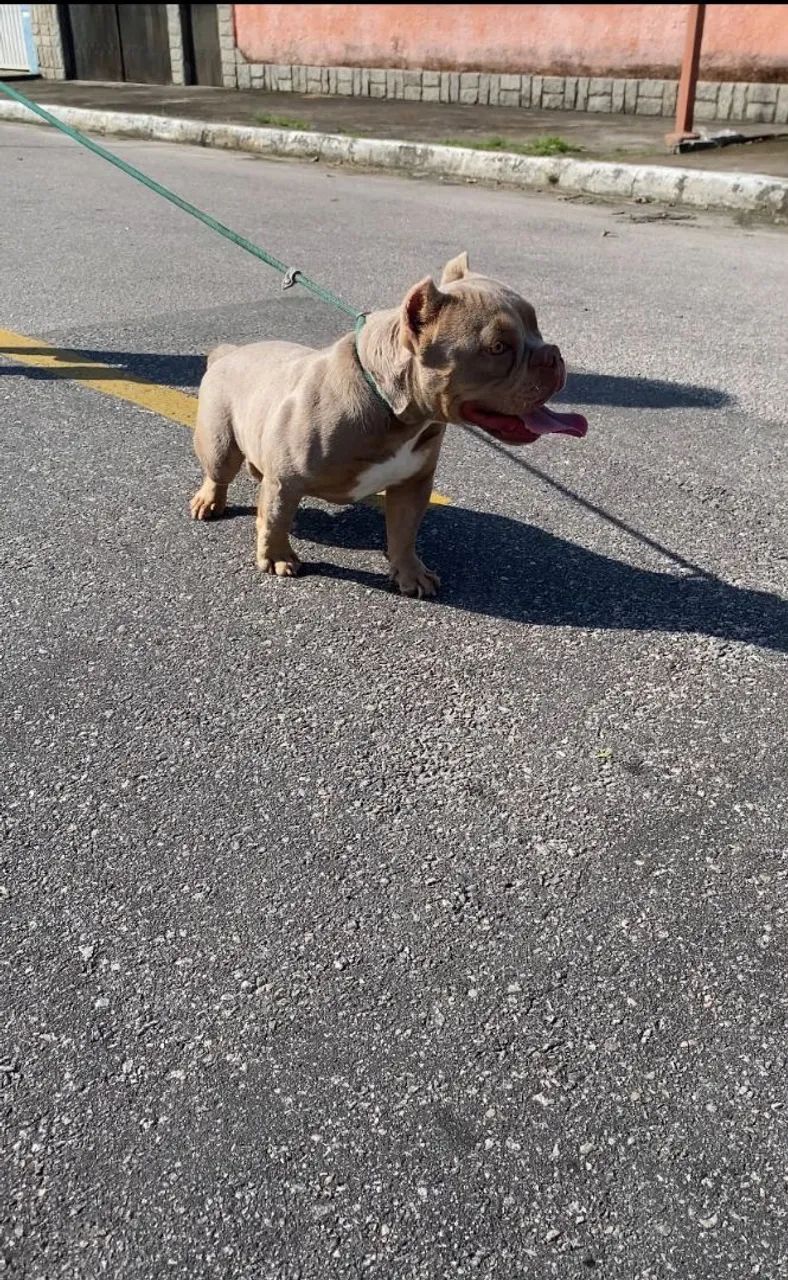 American Bully Micro 