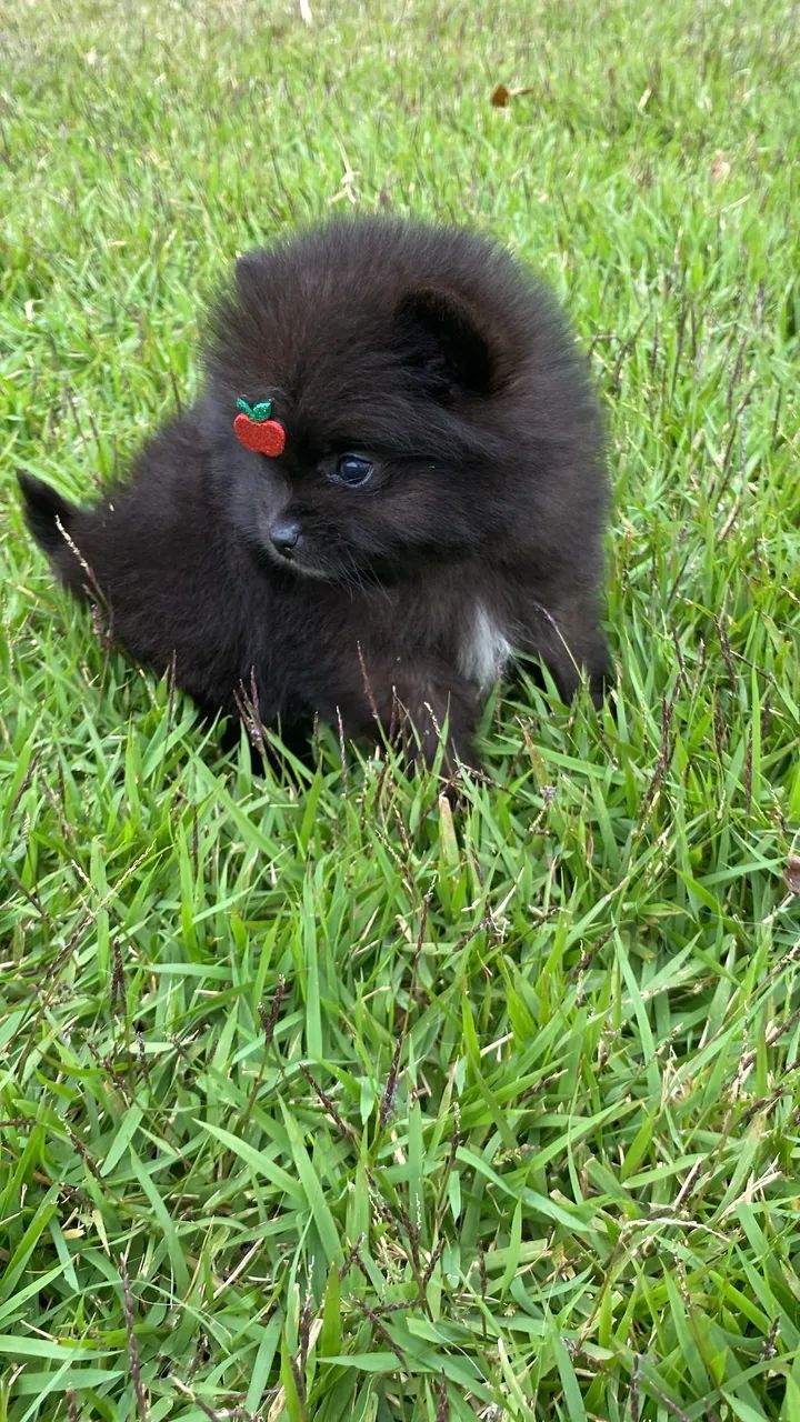 Lulu da Pomerania Black com pedigree CBKC  - Foto 2