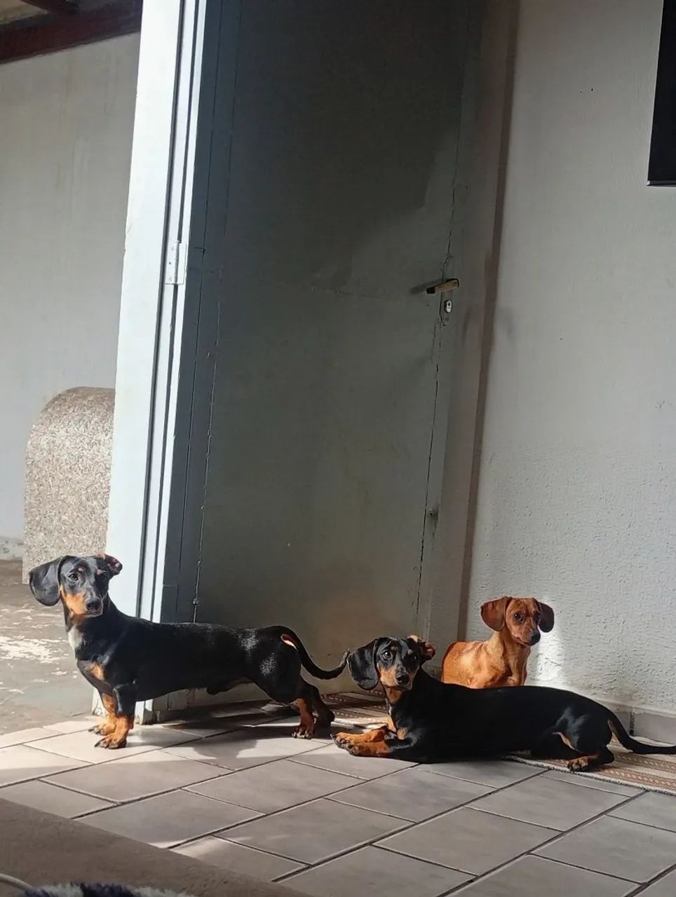 dachshund - Foto 2