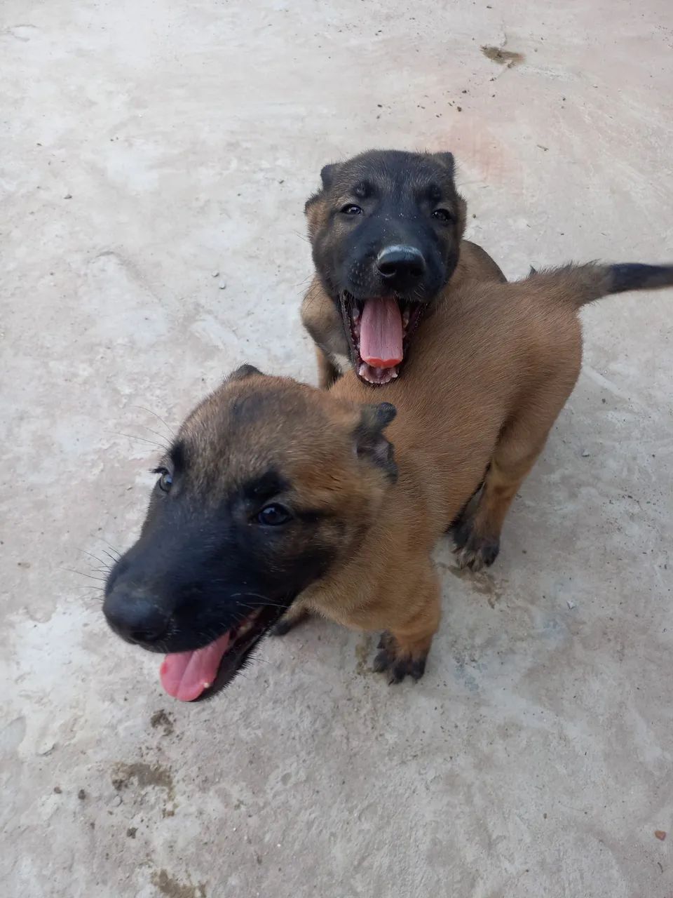 Pastor Malinois @ - Foto 3