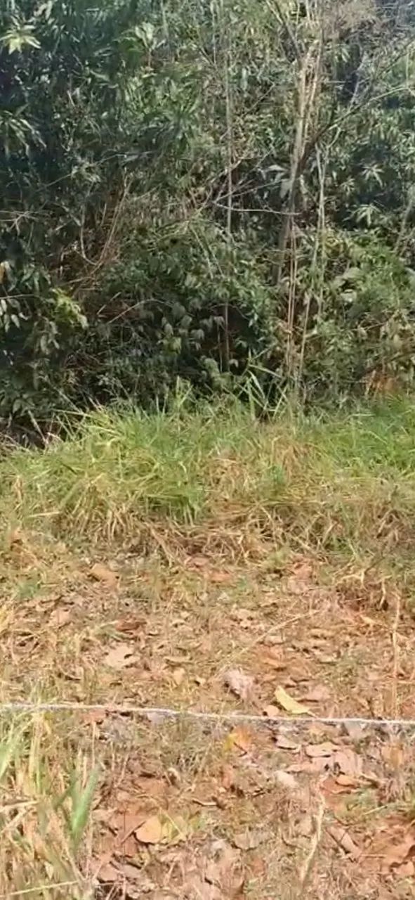 Chácara com 3.900m² em Piranguinho - MG - Foto 5