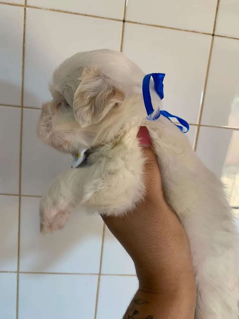Shitzu macho branco  - Foto 2