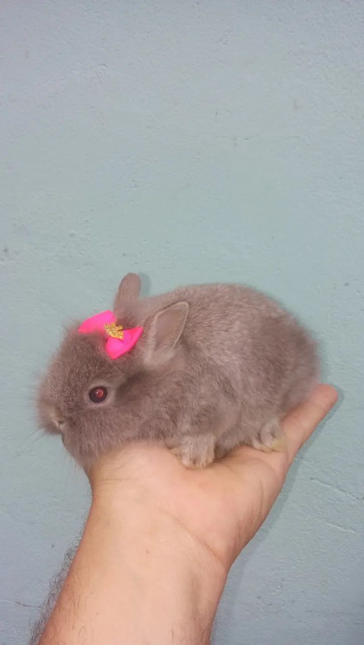 Mini coelhinho  - Foto 4