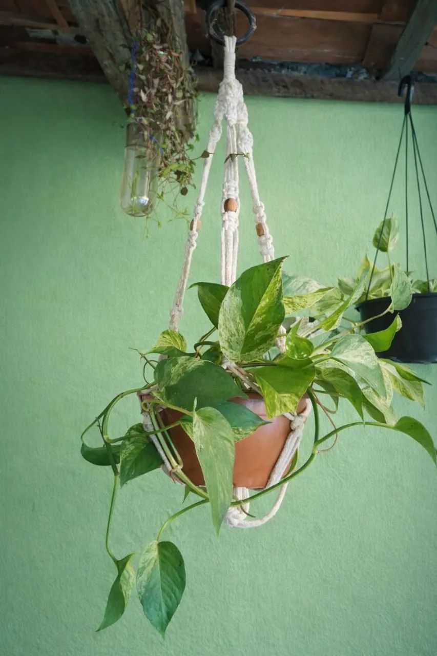 Suporte de planta - Foto 3