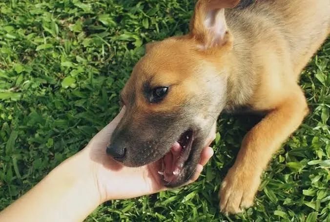 CACHORRO ADOÇÃO 