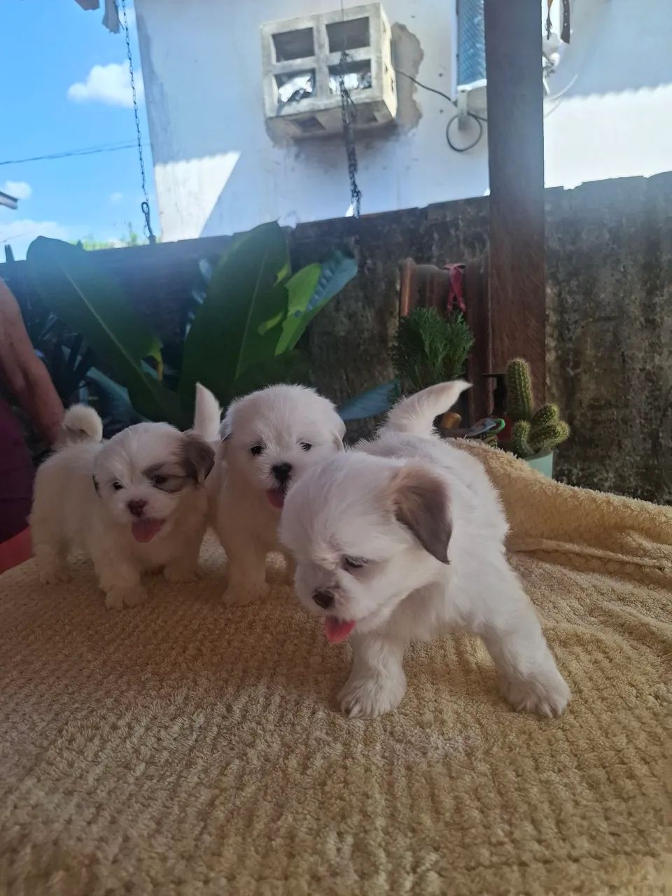 Shitzu branquinho a venda - Foto 3