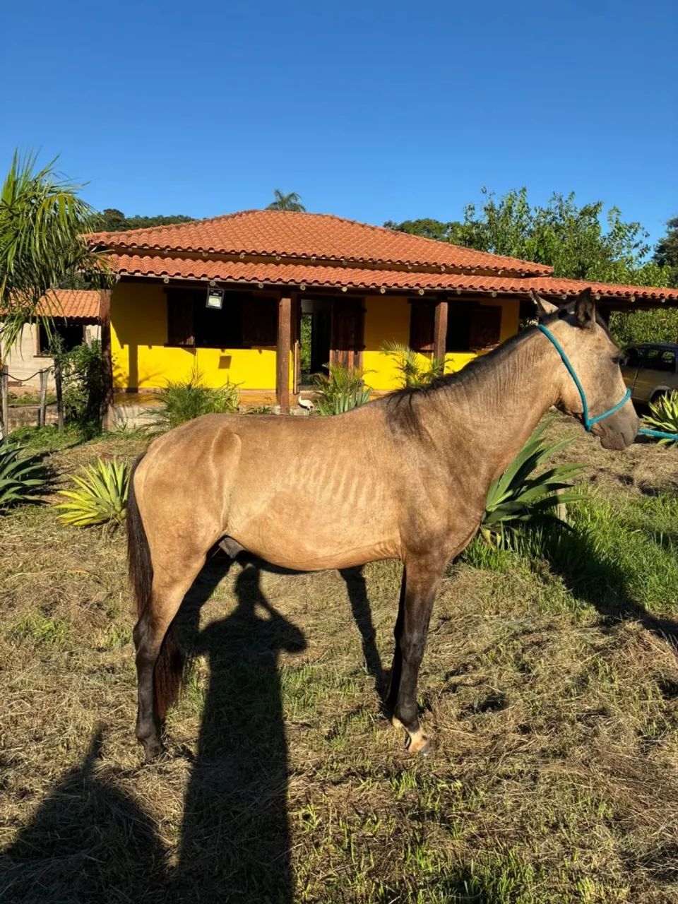 Potro Magalarga Marchador - Foto 2