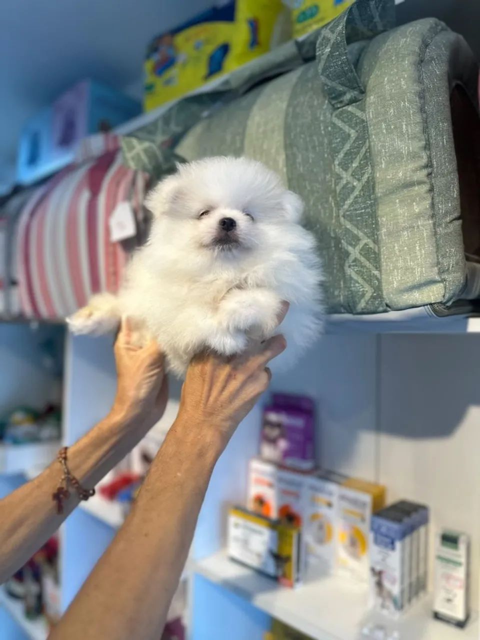 Belo e lindo spitz - Foto 2