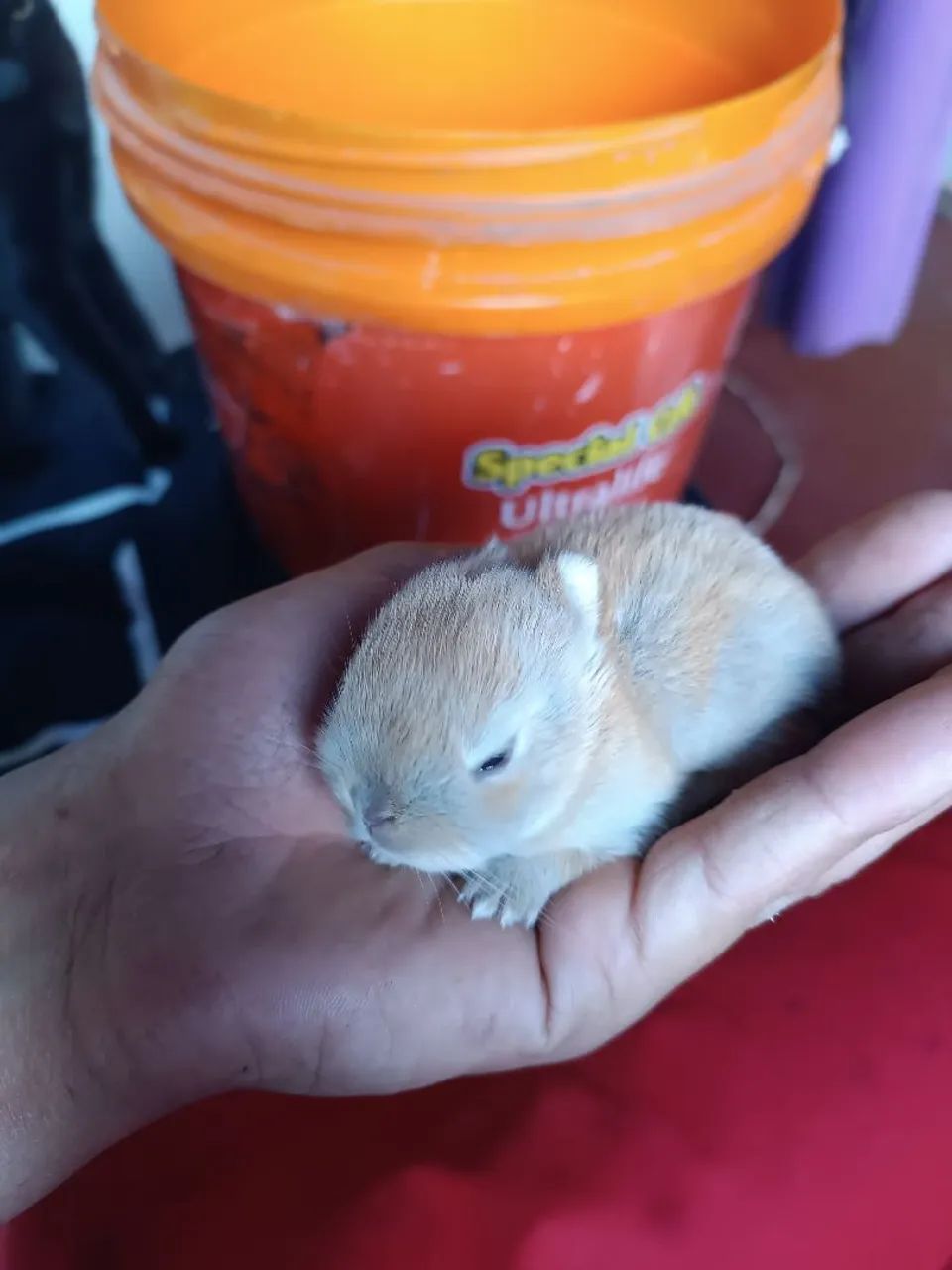 Mini Coelho neterland 