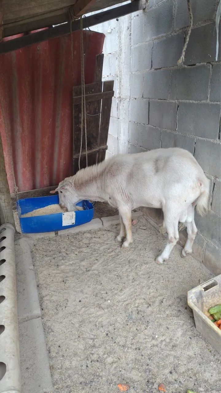 Bode à Venda - R$ 700,00 - Foto 2
