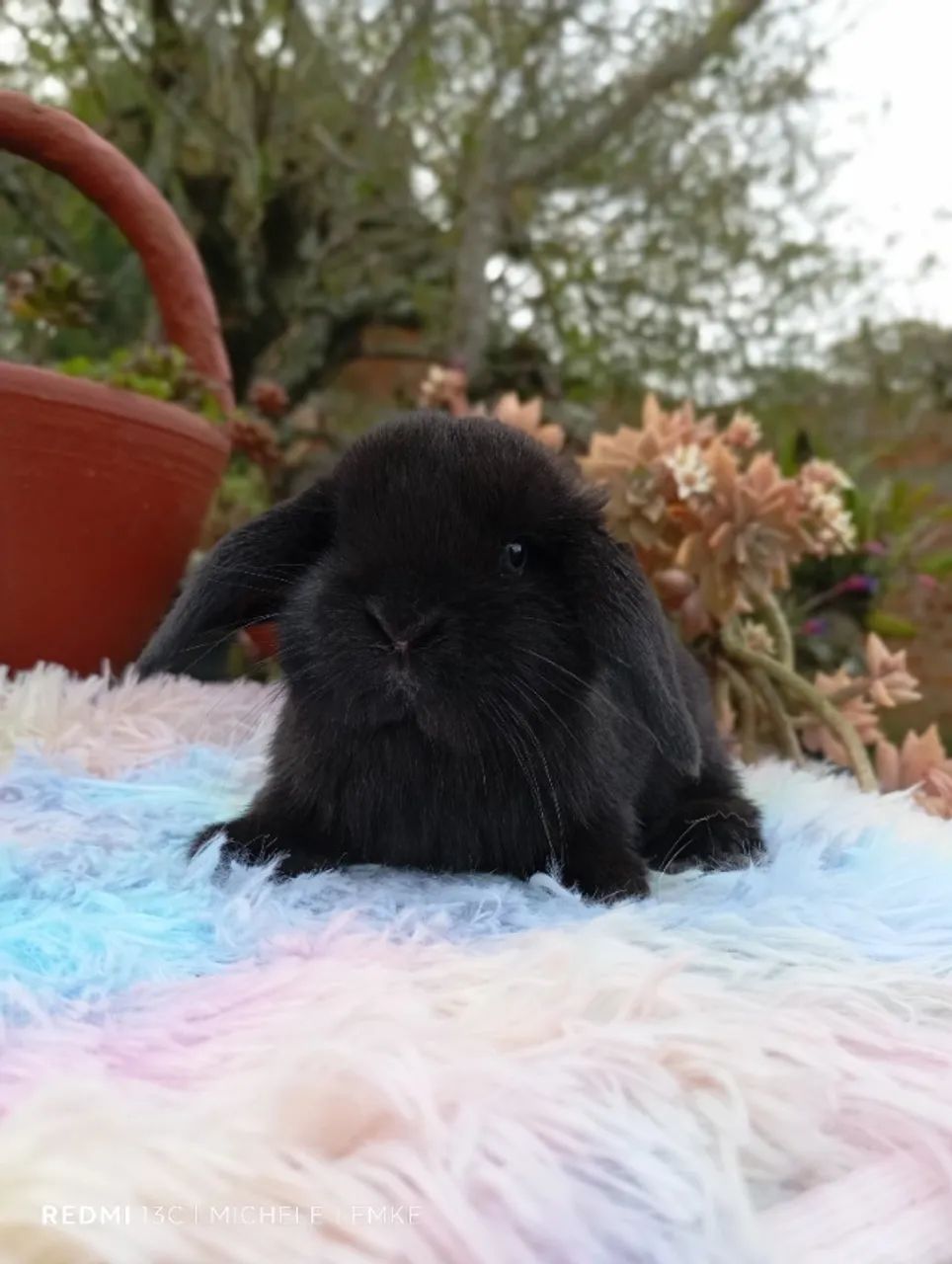 Mini coelhos  - Foto 4