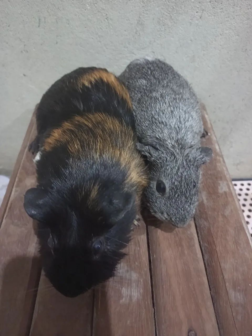 Porquinhos da índia  - Foto 3