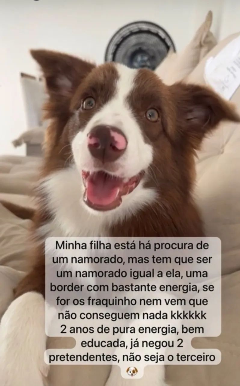 Cachorro
