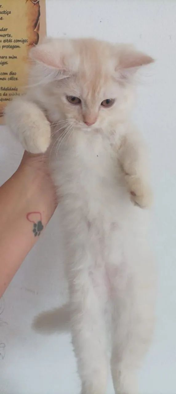 Gata persa  - Foto 2