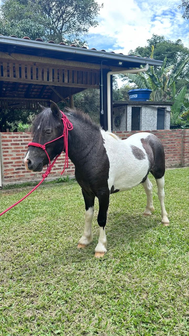 Casal Pônei Inteiro Pampa de preto e Fêmea 