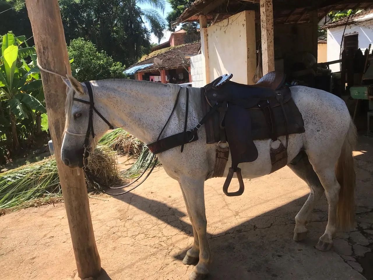 Cavalo Lindo,  forte, extremamente dócil. Castrado  - Foto 2