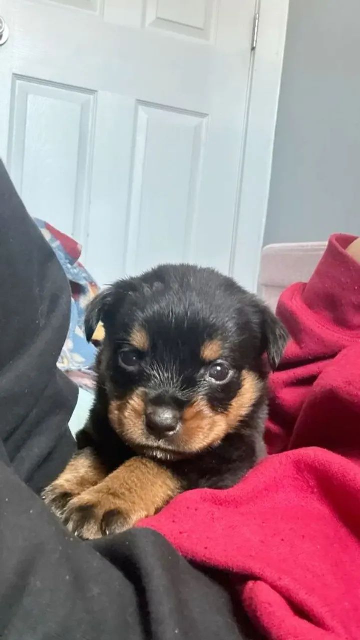 Rottweiler macho disponível pra venda  - Foto 2